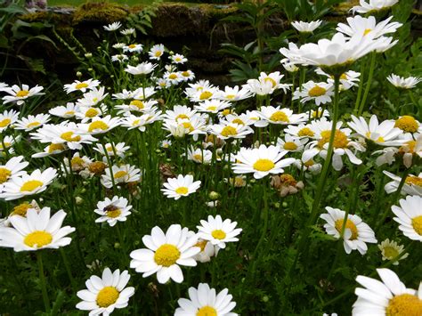 daisy blooms